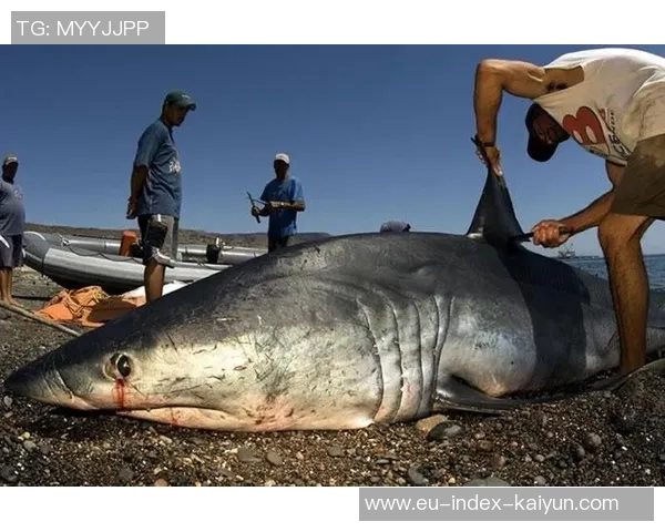 探索足球鳐的神秘世界及其在海洋生态中的重要角色